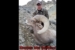 2016_bighorn_sheep1