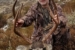 Paul’s buck 2022